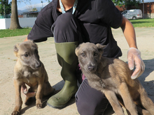 STICH, Hund, Malinois in Spanien - Bild 3