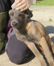 STICH, Hund, Malinois in Spanien - Bild 4