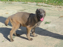 STICH, Hund, Malinois in Spanien - Bild 5