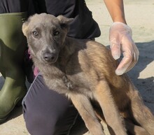 STICH, Hund, Malinois in Spanien - Bild 6