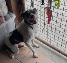 MILOW, Hund, Bodeguero -mischling in Spanien - Bild 1
