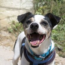 MILOW, Hund, Bodeguero Andaluz-Mix in Spanien