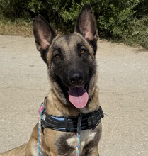 EARRING, Hund, Malinois - Mischling in Spanien - Bild 1