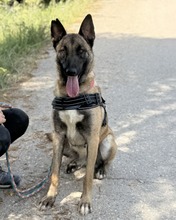 EARRING, Hund, Malinois - Mischling in Spanien - Bild 2