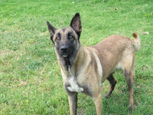 EARRING, Hund, Malinois - Mischling in Spanien - Bild 3