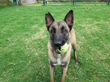 EARRING, Hund, Malinois - Mischling in Spanien - Bild 5