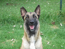 EARRING, Hund, Malinois - Mischling in Spanien - Bild 6