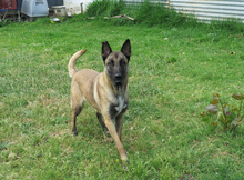 EARRING, Hund, Malinois - Mischling in Spanien - Bild 7