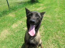 CID, Hund, Malinois - Mischling in Spanien - Bild 1