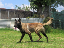 CID, Hund, Malinois - Mischling in Spanien - Bild 2