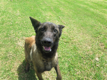 CID, Hund, Malinois - Mischling in Spanien - Bild 3