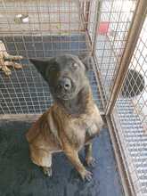 CID, Hund, Malinois - Mischling in Spanien - Bild 4