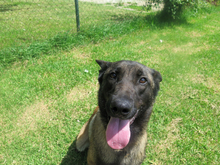 CID, Hund, Malinois - Mischling in Spanien - Bild 5