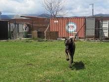 CID, Hund, Malinois - Mischling in Spanien - Bild 6