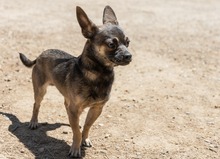 UVE, Hund, Chihuahua Mischling in Spanien - Bild 1
