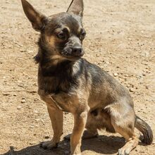UVE, Hund, Chihuahua Mischling in Spanien - Bild 2