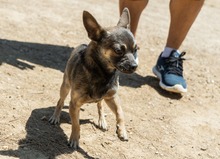 UVE, Hund, Chihuahua Mischling in Spanien - Bild 3