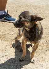 UVE, Hund, Chihuahua Mischling in Spanien - Bild 4