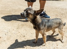UVE, Hund, Chihuahua Mischling in Spanien - Bild 5