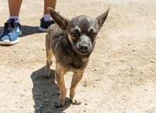 UVE, Hund, Chihuahua Mischling in Spanien - Bild 6