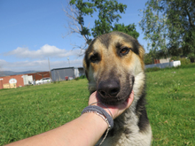DARWIN, Hund, Schäferhund (Mischling) in Spanien - Bild 1