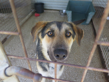 DARWIN, Hund, Schäferhund (Mischling) in Spanien - Bild 2
