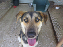 DARWIN, Hund, Schäferhund (Mischling) in Spanien - Bild 3