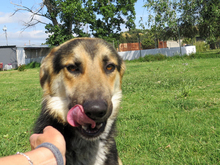 DARWIN, Hund, Schäferhund (Mischling) in Spanien - Bild 4