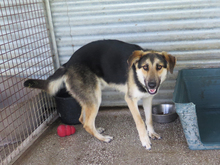 DARWIN, Hund, Schäferhund (Mischling) in Spanien - Bild 5