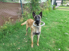SANCHO, Hund, Malinois - Mischling in Spanien - Bild 1