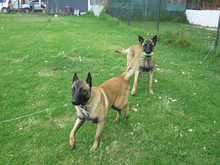 SANCHO, Hund, Malinois - Mischling in Spanien - Bild 2