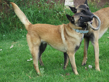 SANCHO, Hund, Malinois - Mischling in Spanien - Bild 3