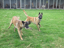 SANCHO, Hund, Malinois - Mischling in Spanien - Bild 4