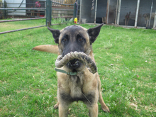 SANCHO, Hund, Malinois - Mischling in Spanien - Bild 6