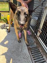 SANCHO, Hund, Malinois - Mischling in Spanien - Bild 7