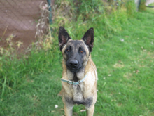 SANCHO, Hund, Malinois - Mischling in Spanien - Bild 8