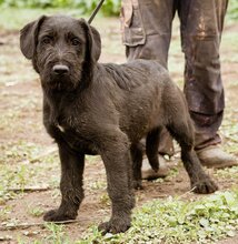 BIRILLO, Hund, Mischlingsrüde in Ungarn - Bild 1