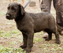 BIRILLO, Hund, Mischlingsrüde in Ungarn - Bild 2