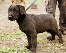 BIRILLO, Hund, Mischlingsrüde in Ungarn - Bild 3