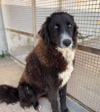 SILVA, Hund, Mischlingshund in Weilburg - Bild 1