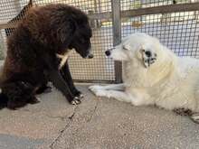 SILVA, Hund, Mischlingshund in Weilburg - Bild 10