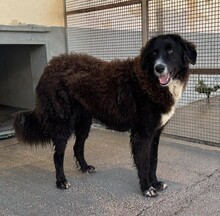 SILVA, Hund, Mischlingshund in Weilburg - Bild 2
