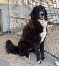 SILVA, Hund, Mischlingshund in Weilburg - Bild 3