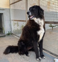 SILVA, Hund, Mischlingshund in Weilburg - Bild 4