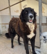 SILVA, Hund, Mischlingshund in Weilburg - Bild 5