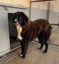 SILVA, Hund, Mischlingshund in Weilburg - Bild 6
