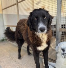 SILVA, Hund, Mischlingshund in Weilburg - Bild 7