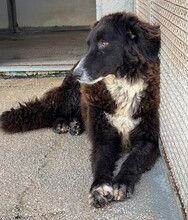 SILVA, Hund, Mischlingshund in Weilburg - Bild 8