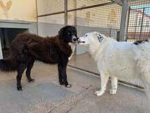 SILVA, Hund, Mischlingshund in Weilburg - Bild 9