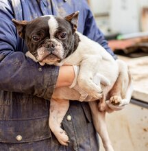 SANYI, Hund, Franz. Bulldogge Mischling in Ungarn - Bild 2